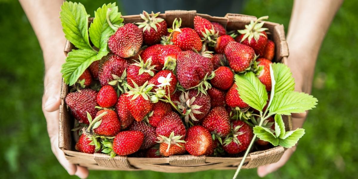 Strawberries Hero